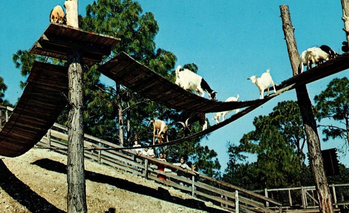 Floridaland - Vintage Postcard (newer photo)